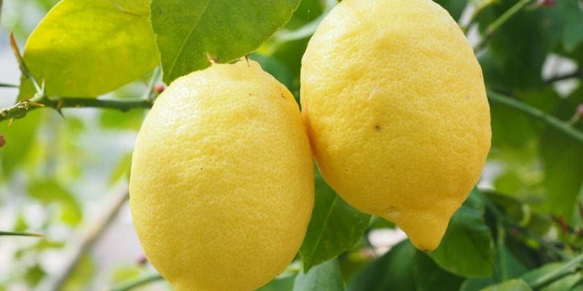 Perché la tua pianta di limone non cresce-proiezionidiborsa.it