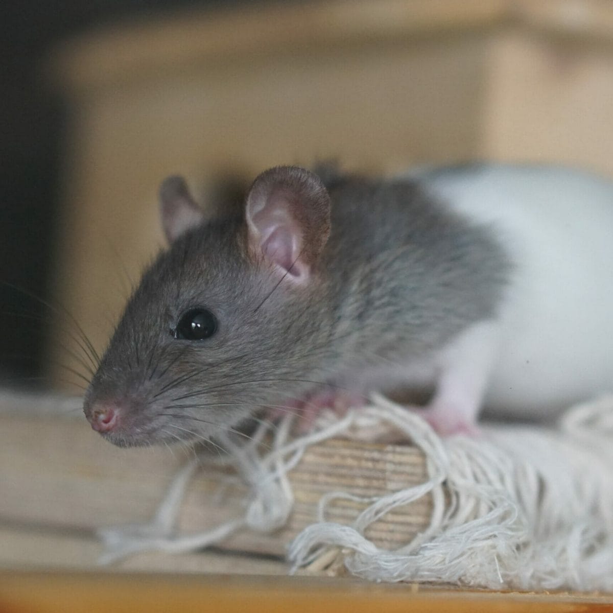 Come allontanare i topi in modo naturale e senza ucciderli