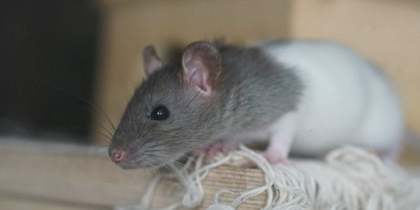Prova questi incredibili rimedi per allontanare i topi