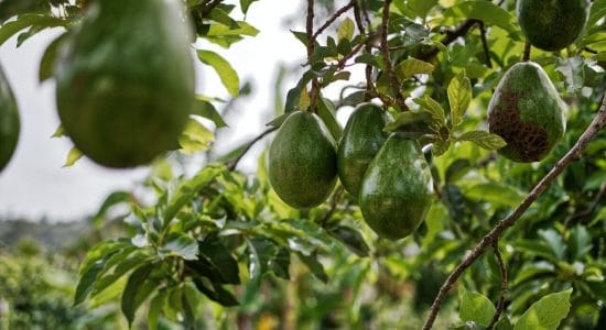 Risparmia sul fertilizzante per il tuo avocado