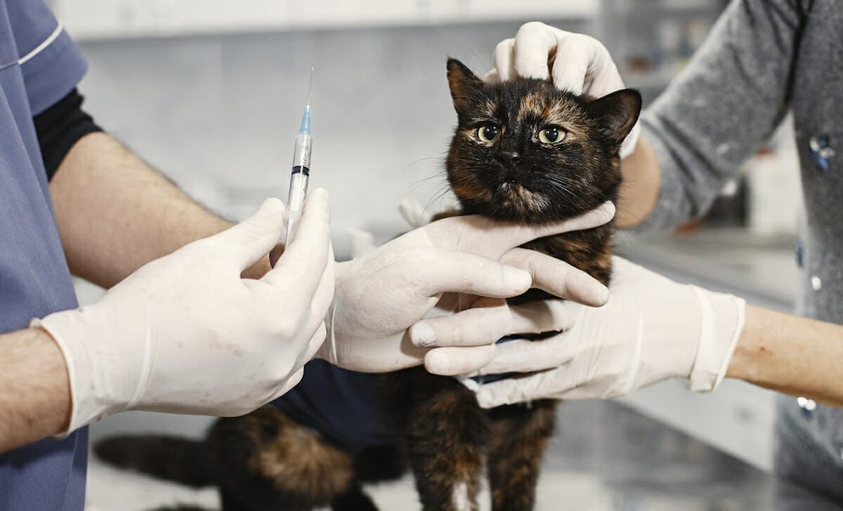 Seguendo le indicazioni del veterinario e qualche piccolo accorgimento, il nostro gatto supererà l’intervento senza rischi