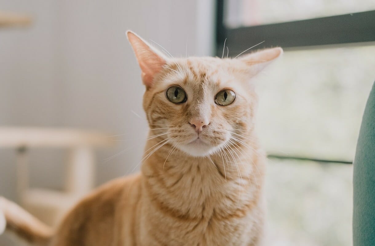 Togliere l’odore di pipì del gatto