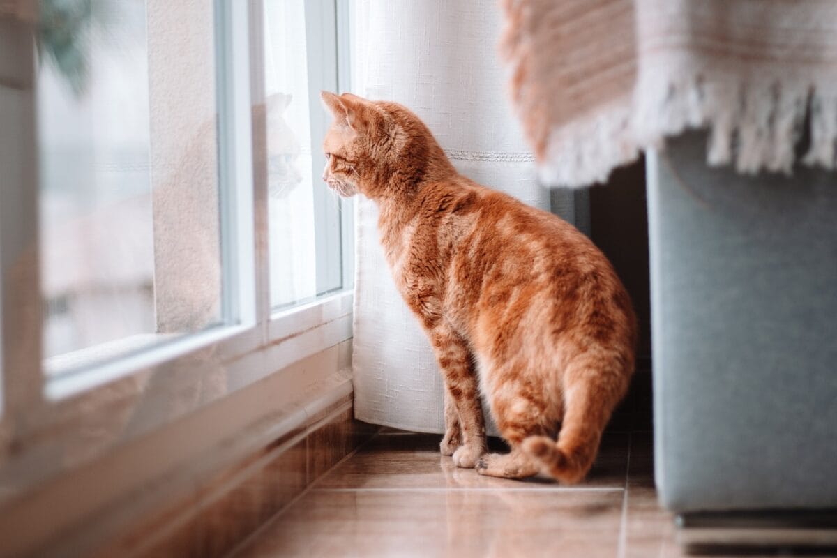 Un trasferimento in un’altra casa potrebbe scombussolare il gatto-proiezionidiborsa.it
