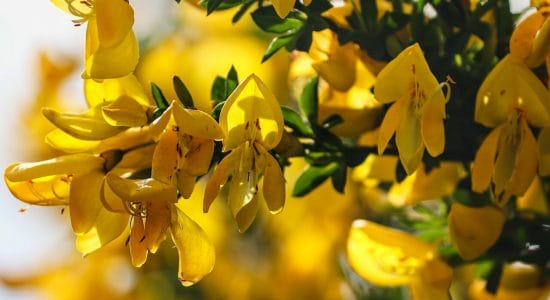 Come la ginestra aiuterebbe