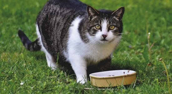 4 motivi per cui il gatto non mangia