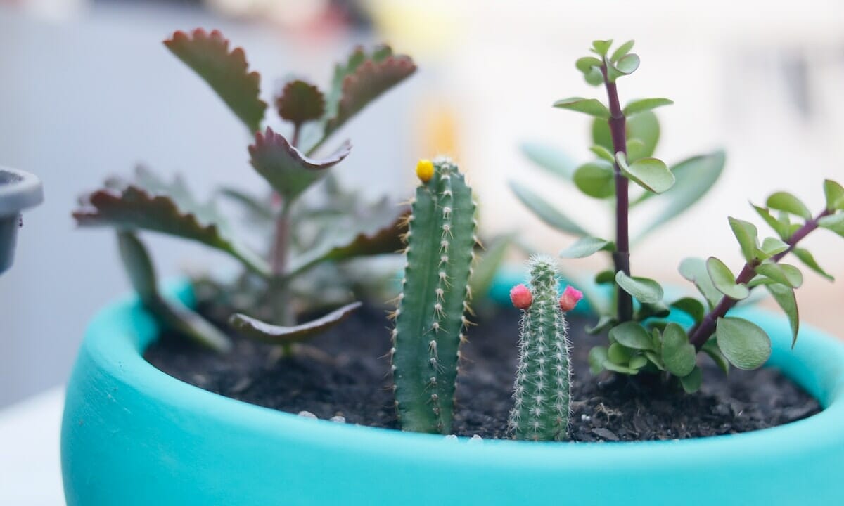 Arredare con le piante grasse