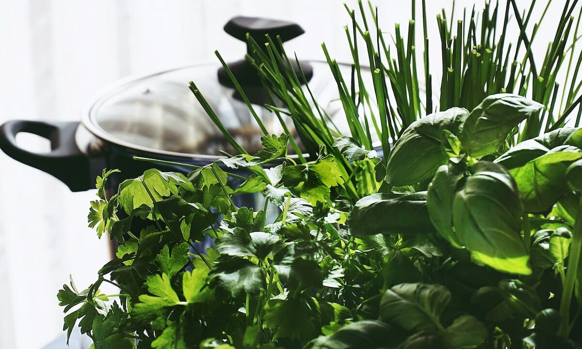 Coltivare la maggiorana