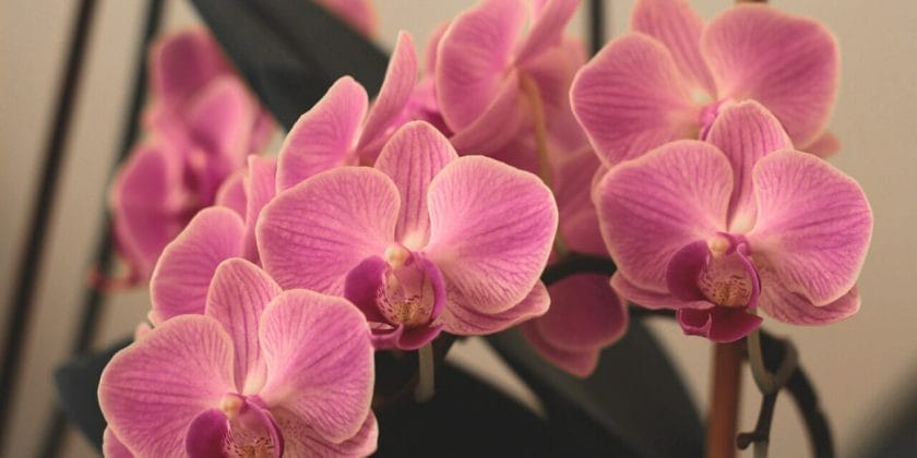 Come far fiorire sempre l'orchidea