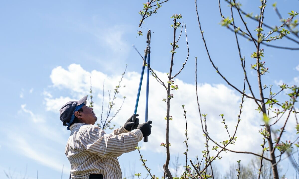 Come potare il melo cotogno