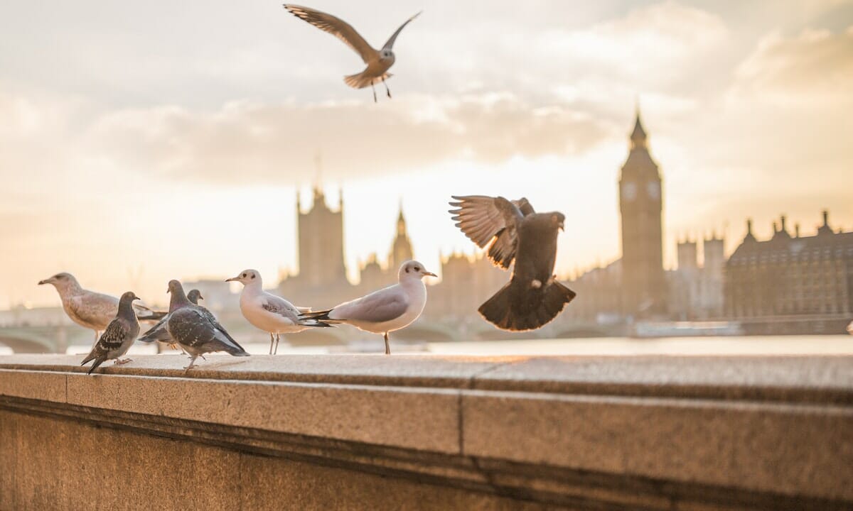 Come pulire la cacca di piccioni e gabbiani