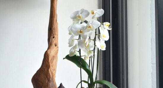 Come rinvasare le orchidee in casa