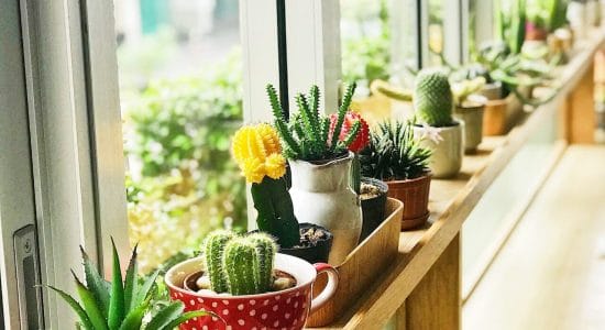 Cosa fare se la tua pianta grassa non fiorisce