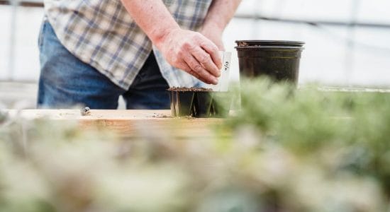 Cosa si semina con luna calante e crescente