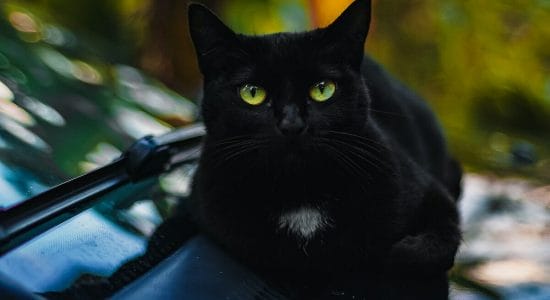 I gatti neri portano sfortuna