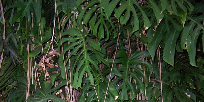 Monstera Deliciosa