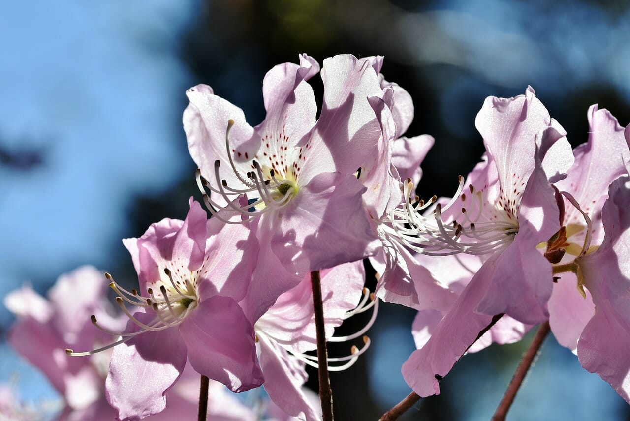Pianta di Rododendro