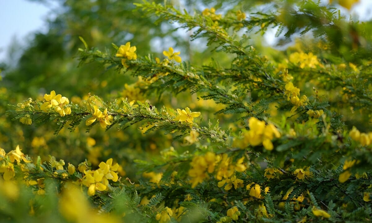 Piante bellissime ma velenose