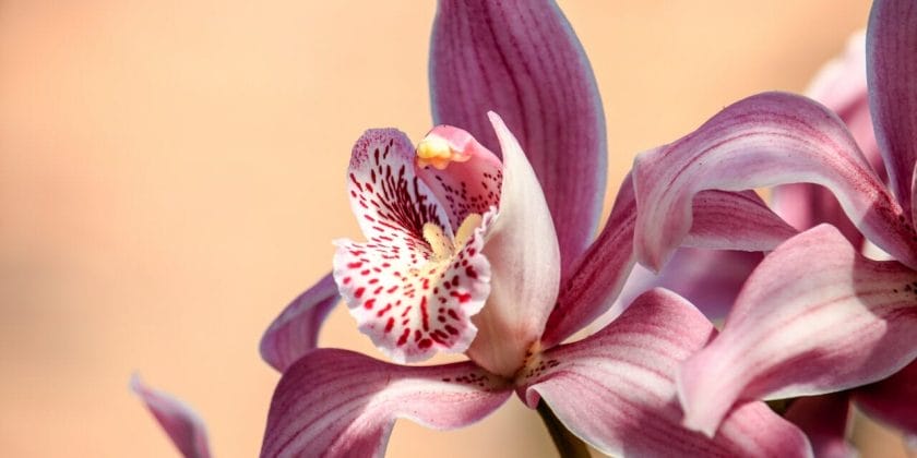 Prova questo trucco facilissimo che permette all'orchidea di crescere senza eccessi d'acqua