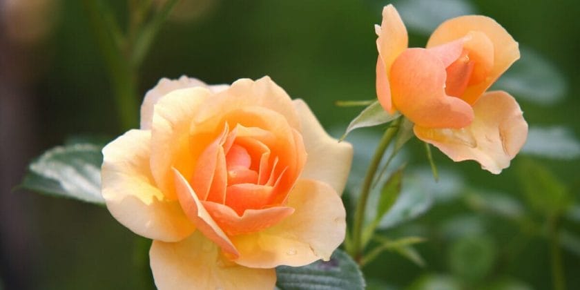 Rose rigogliose e fiorite in giardino