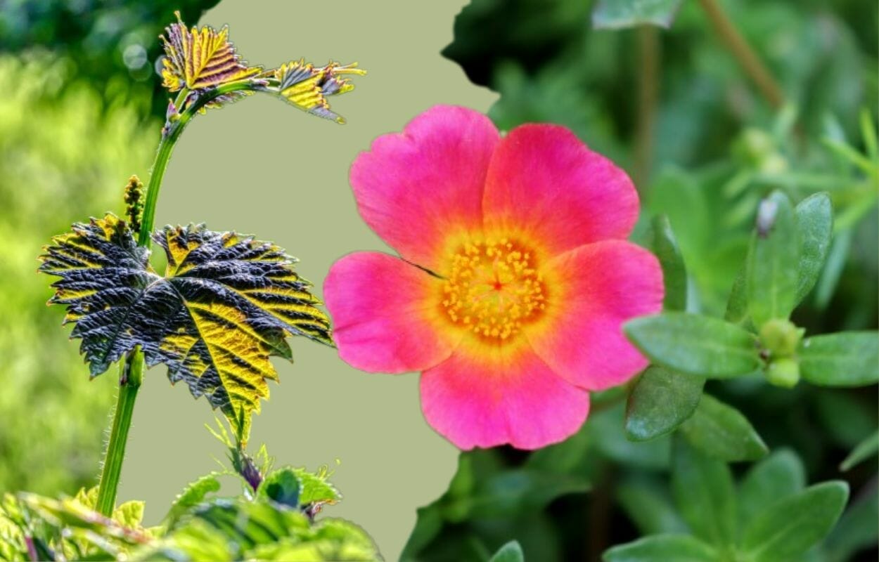 Sapevi che queste 2 erbacce valgono oro per la salute