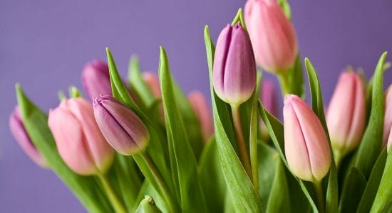 Coltivare i tulipani in vaso