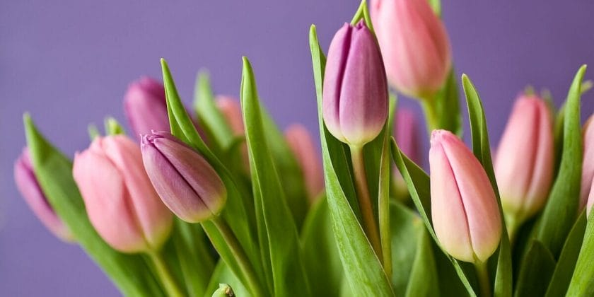 Coltivare i tulipani in vaso