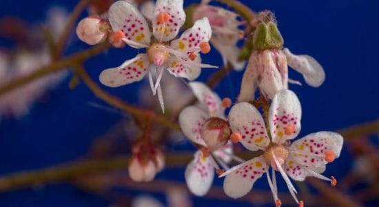 Fiori da balcone, tra le piante più belle la saxifraga