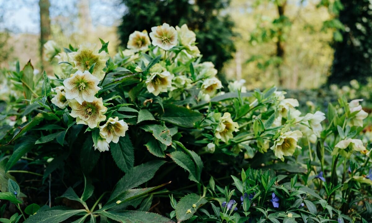 Giardino e primavera