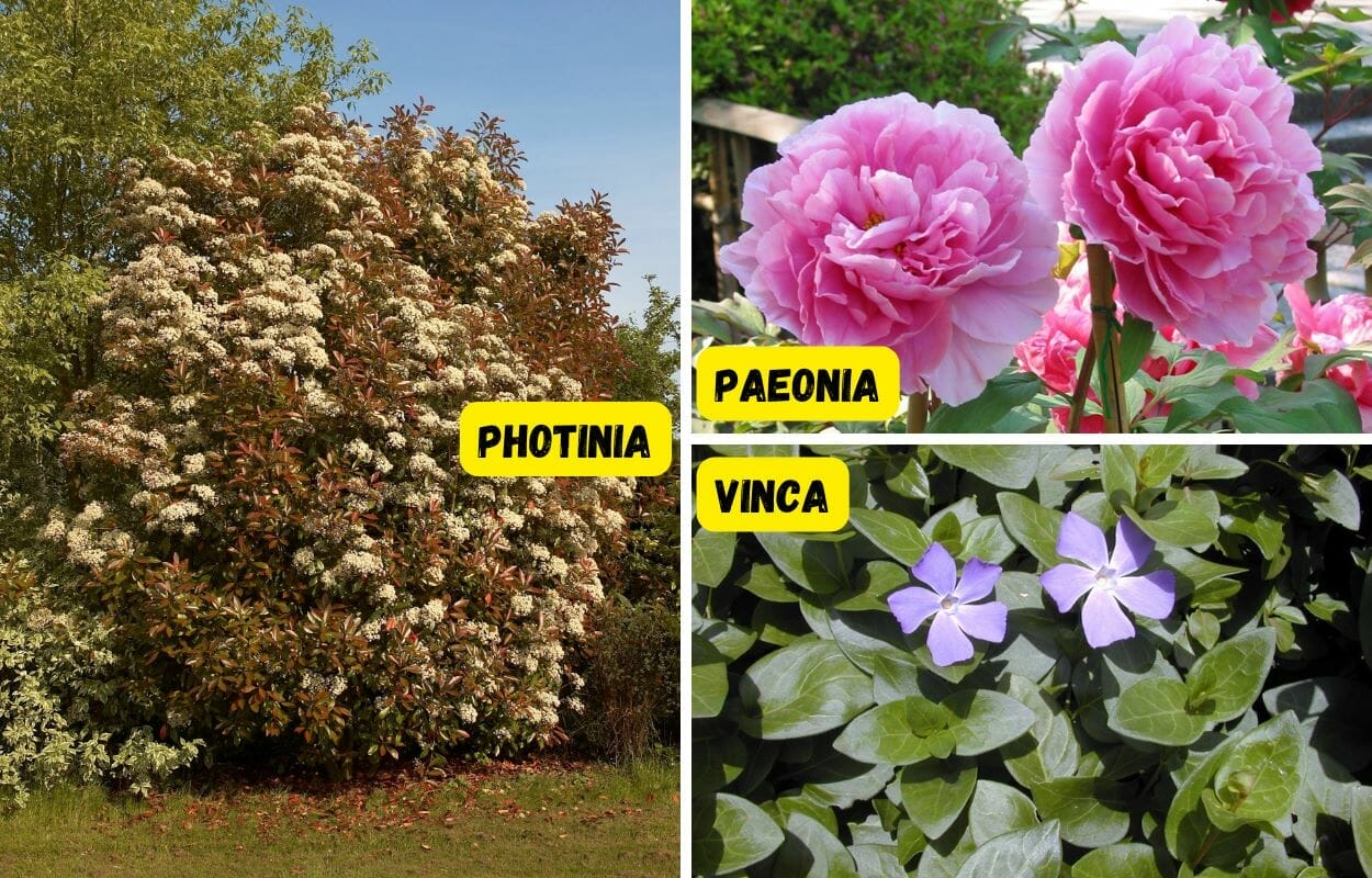 Le 3 piante più resistenti e con fiori belli colorati