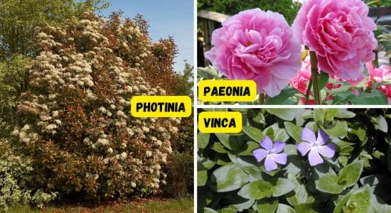 Le 3 piante più resistenti e con fiori belli colorati