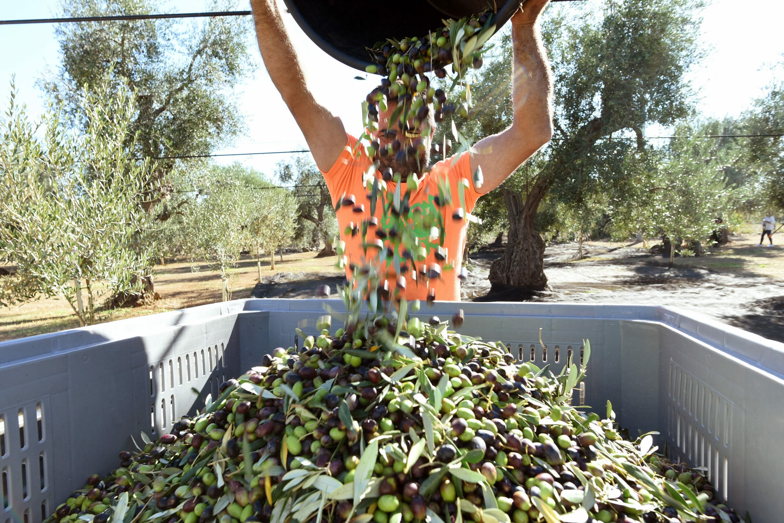 Olio verde di Calabria in primavera
