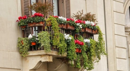 Trasforma il tuo balcone o giardino in un’oasi di colori e profumi