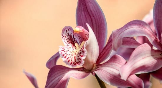 I trucchi per curare piante molto belle come le orchidee
