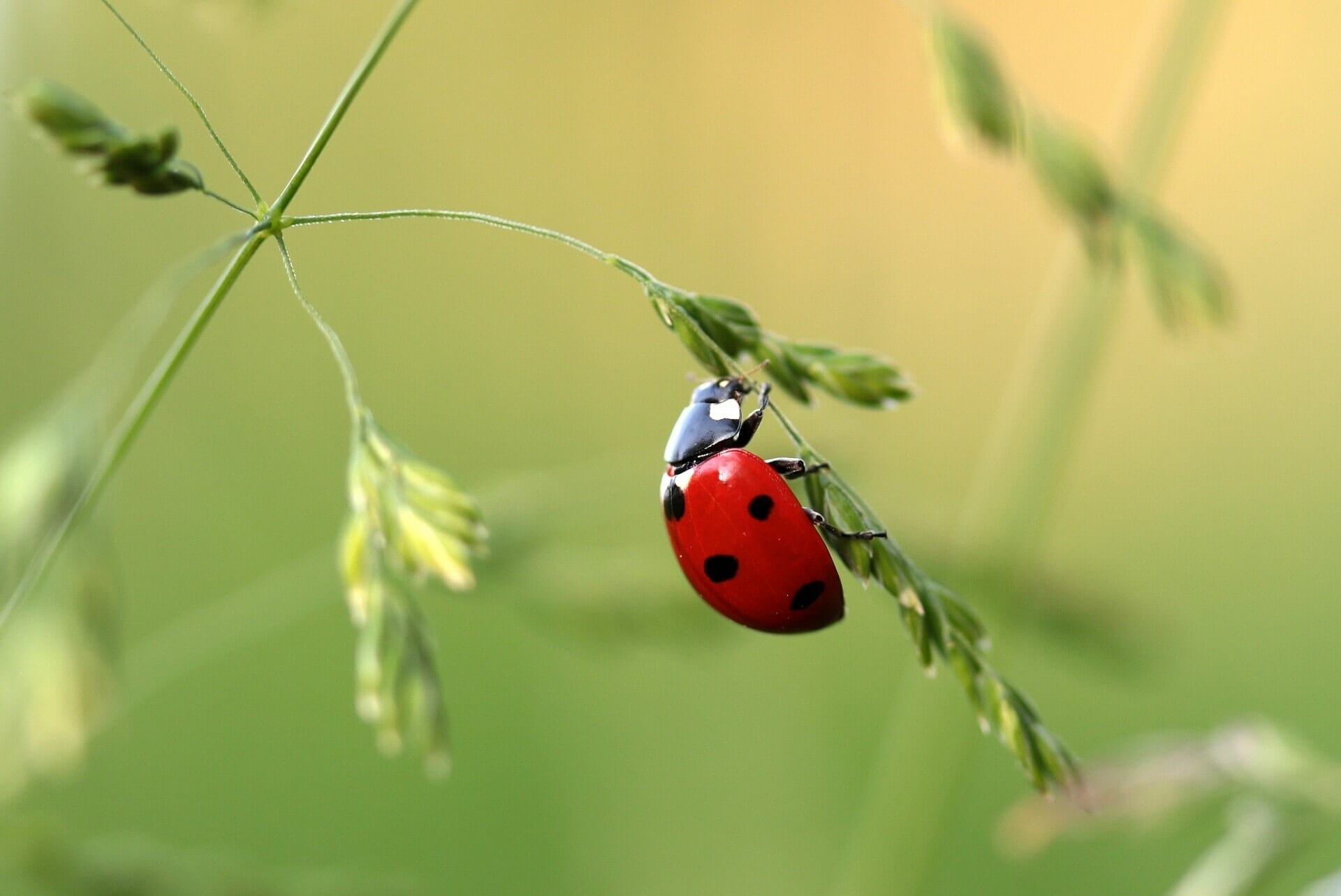 Perch le coccinelle portano fortuna ovunque nel Mondo Tutti lo