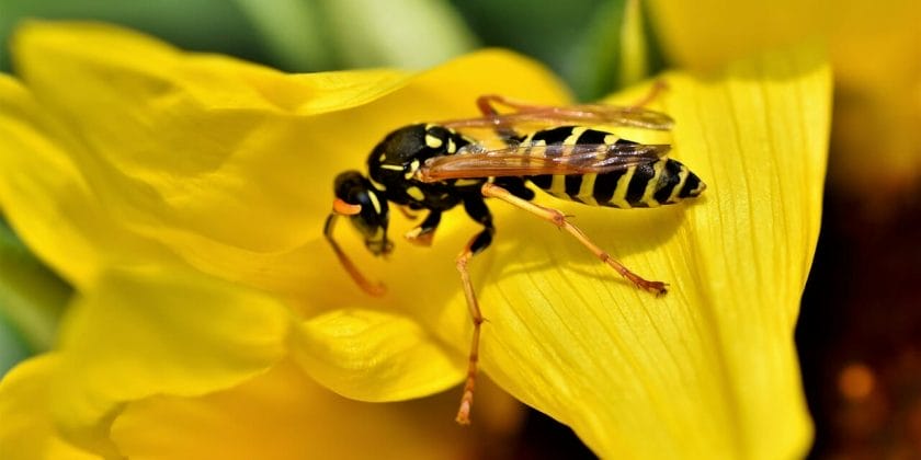 Allontanare naturalmente vespe e calabroni che tornano in primavera-proiezionidiborsa.it