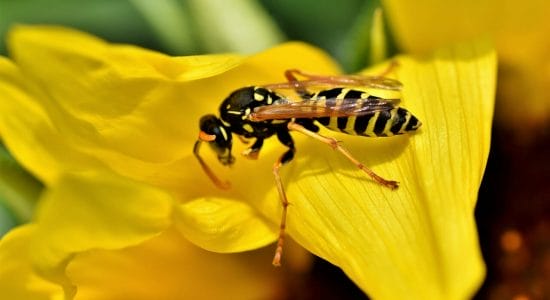 Allontanare naturalmente vespe e calabroni che tornano in primavera-proiezionidiborsa.it