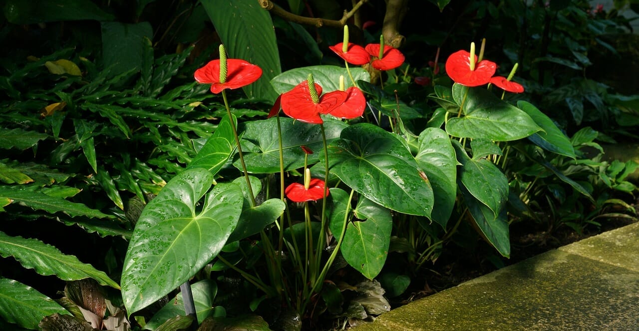 L'anthurium è il fiore della primavera 2023