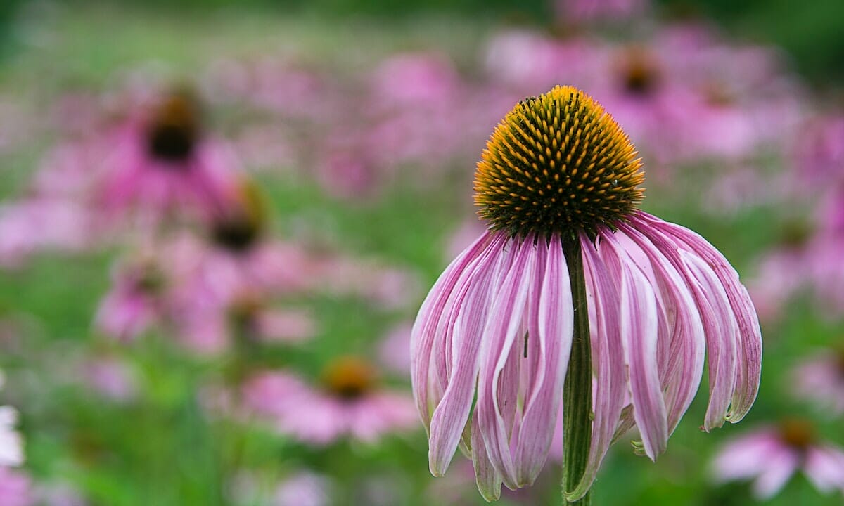 Poche gocce e si dice addio a raffreddore