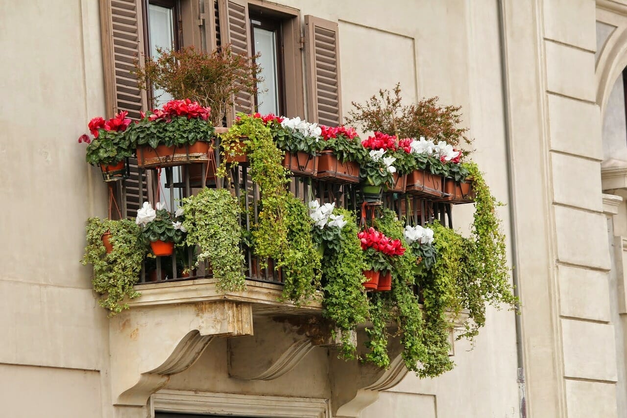 Proteggi le piante sul balcone con un rimedio naturale