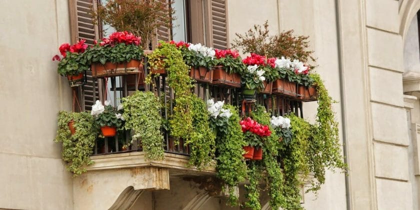 Proteggi le piante sul balcone con un rimedio naturale