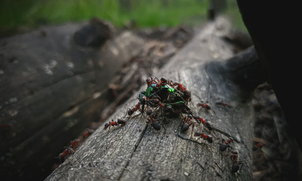 Scarafaggi e formiche in agguato