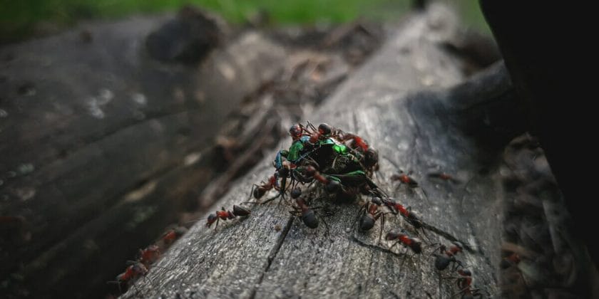 Scarafaggi e formiche in agguato