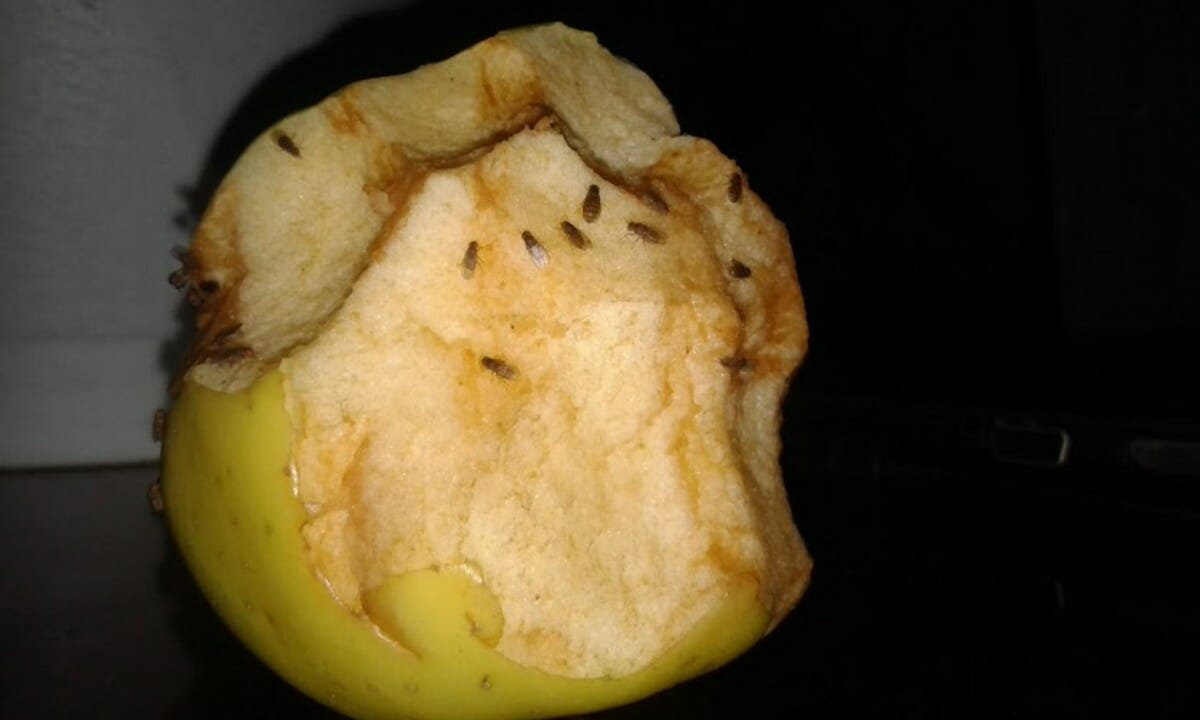 Addio moscerini della frutta