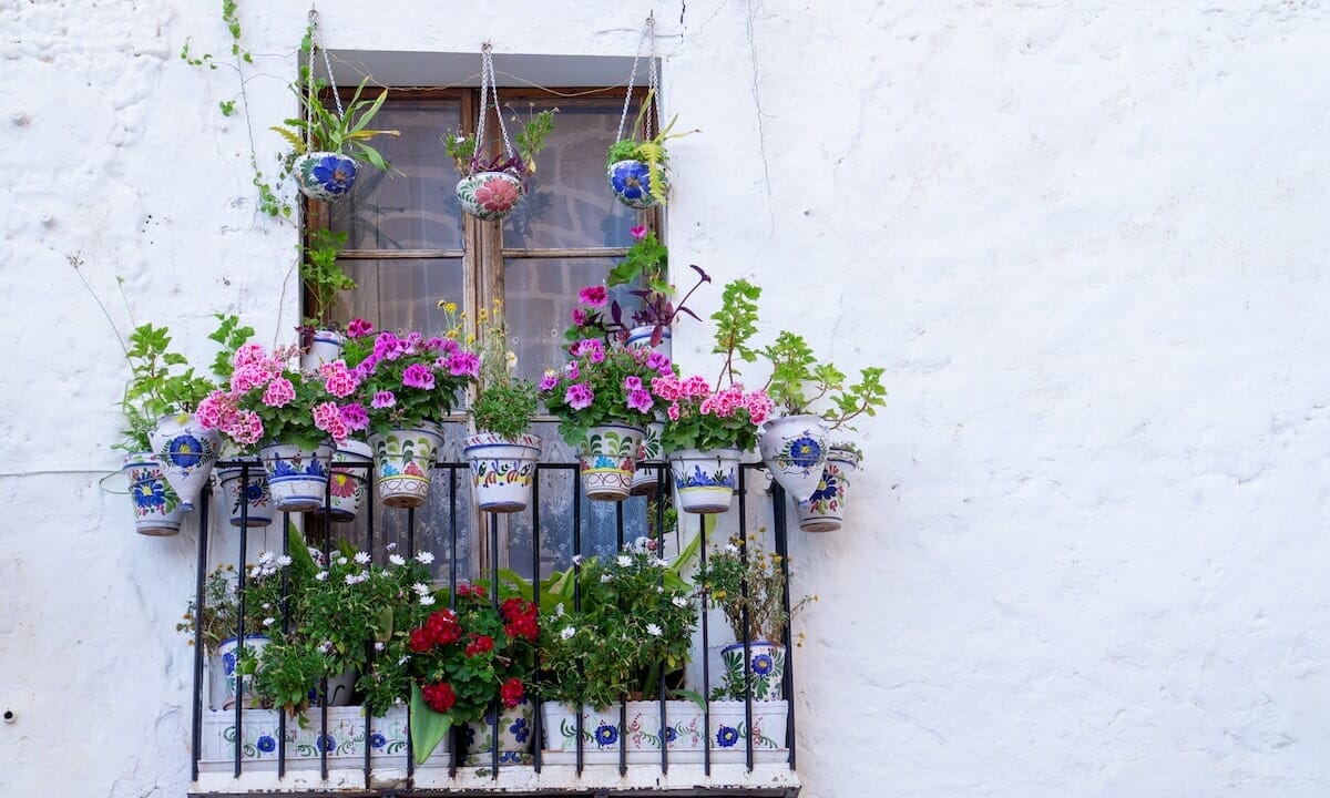 Balcone coloratissimo con queste 2 piante primaverili