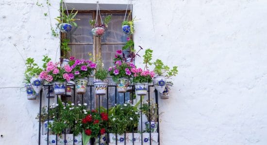 Balcone coloratissimo con queste 2 piante primaverili
