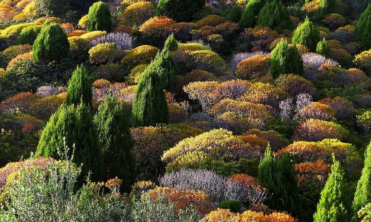 Balconi e giardini mediterranei