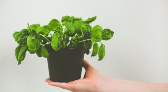 Basilico in vaso, ecco come far durare più a lungo le piante del supermercato