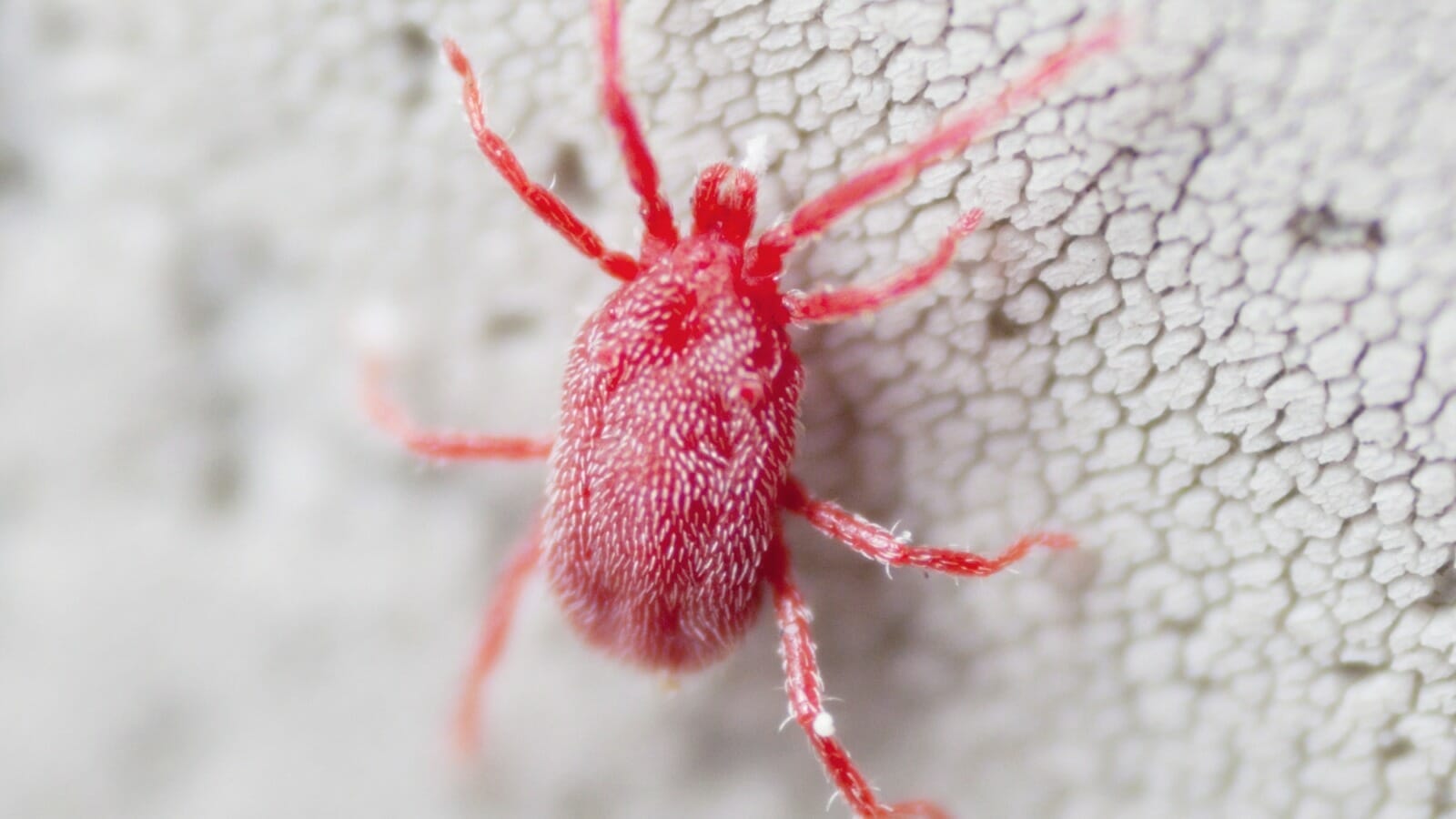Come eliminare i ragnetti rossi dal balcone e muri di casa-foto da wikipedia