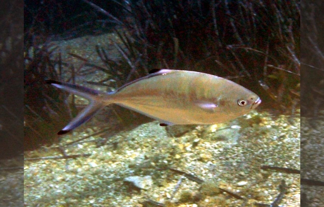 Il pesce Leccia Stella-foto da wikipedia