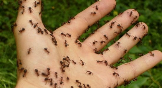 Paura delle formiche in casa-proiezionidiborsa.it